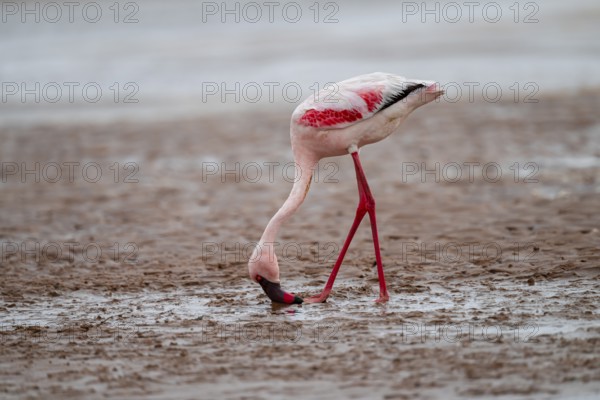 Lesser Flamingo (Phoeniconaias minor) in a lagoon, Walfish Bay, Erongo, Namibia