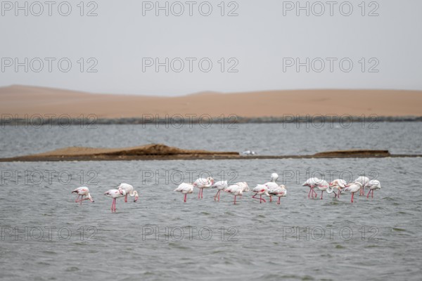 Pink flamingo (Phoenicopterus roseus) in flight in front of the Namib Desert, Walfish Bay, Erongo, Namibia