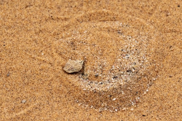 Dwarf puff adder (Bitis peringueyi) hiding in the sand, camouflage, Namib Desert, Namibia
