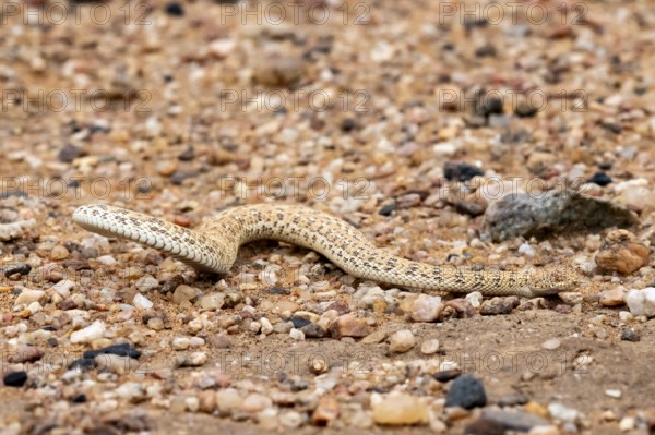 Dwarf puff adder (Bitis peringueyi) in the sand, Namib Desert, Namibia
