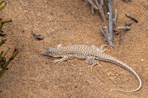 Shovel-nosed lizard (Meroles anchietae) in the sand, Namib Desert, Namibia