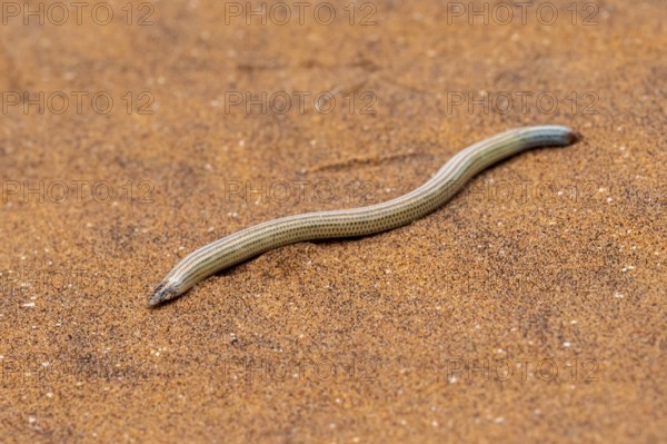FitzSimon's burrowing skink or short blind dart skink, (Typlacontias brevipes), Namib Desert, Namibia