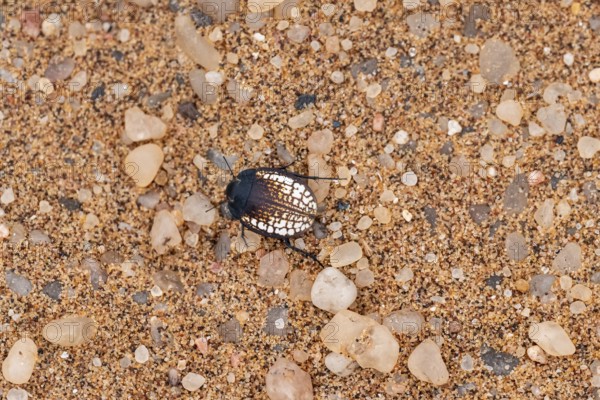 Mist drinker beetle, Tenebrionidae, Onymacris, on sand, Sossusvlei, Namibia
