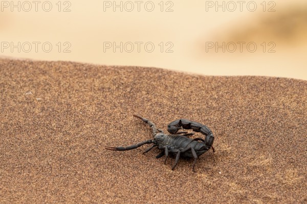 Black scorpion (Parabuthus villosus) running across sand, Namib Desert near Swakopmund, Namibia