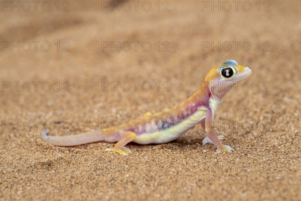 Palmato gecko (Pachydactylus rangei), Namib Desert, Namibia