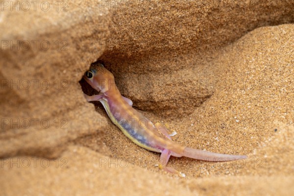 Palmato gecko (Pachydactylus rangei) digging a cave, Namib Desert, Namibia
