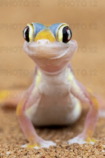 Palmato gecko (Pachydactylus rangei), Namib Desert, Namibia