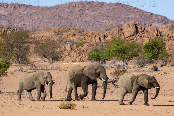 African elephant (Loxodonta africana), desert elephant, riverbed of the Ugab River, Damaraland, Kunene region, Namibia