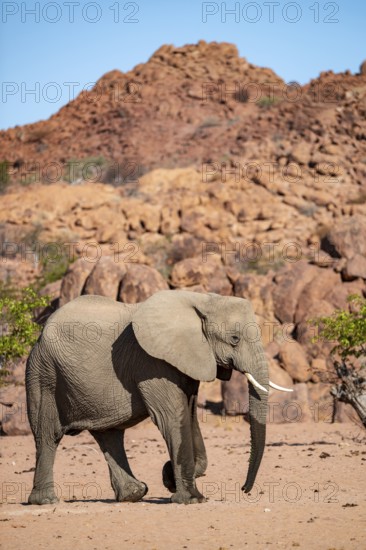 African elephant (Loxodonta africana), desert elephant, riverbed of the Ugab River, Damaraland, Kunene region, Namibia