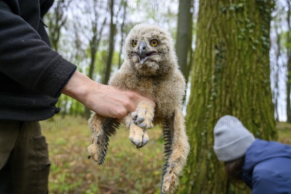 Münsterland, North Rhine-Westphalia, Germany, A bird ringing human ornithologist gently holds a fluffy eagle owl chick (Bubo bubo) in the forest