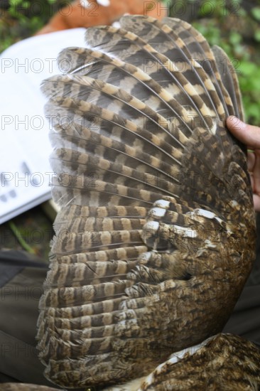 Münsterland, North Rhine-Westphalia, Germany, wings of a tawny owl (Strix aluco) during age determination by ornithologists