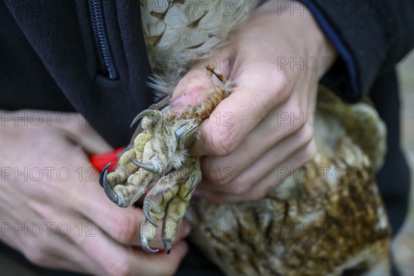 Close-up of hands attaching a ring to a tawny owl (Strix aluco), ringing, close-up of a hand holding and handling the talon of an owl, Münsterland, North Rhine-Westphalia, Germany
