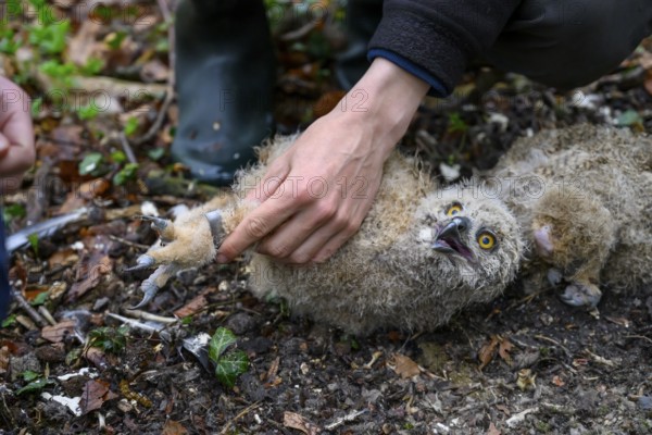 Münsterland, North Rhine-Westphalia, Germany, An ornithologist carefully rings a young eagle owl (Bubo bubo) on the forest floor, the atmosphere is natural and caring, owlet is held by hands, lying on the forest floor