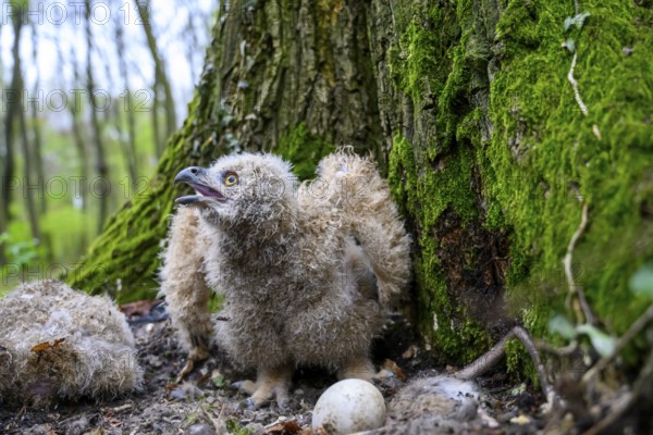 Münsterland, North Rhine-Westphalia, Germany, A young eagle owl (Bubo bubo) is sitting on the ground on a moss-covered tree, near an egg, surrounded by forest, looking excitedly into the forest with its beak open