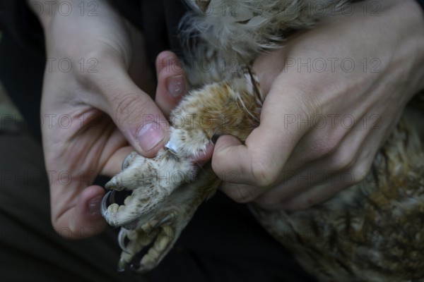 Close-up of hands attaching a ring to an eagle owl (Bubo bubo), ringing, close-up of a hand holding and handling the talon of an owl, Münsterland, North Rhine-Westphalia, Germany