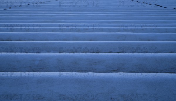 White film prevents purple and green asparagus heads, controls the start of harvest, snow on asparagus, asparagus field, agriculture, Schmidener Feld, cold, winter, wintery, Schmiden near Fellbach, Baden-Württemberg, Germany
