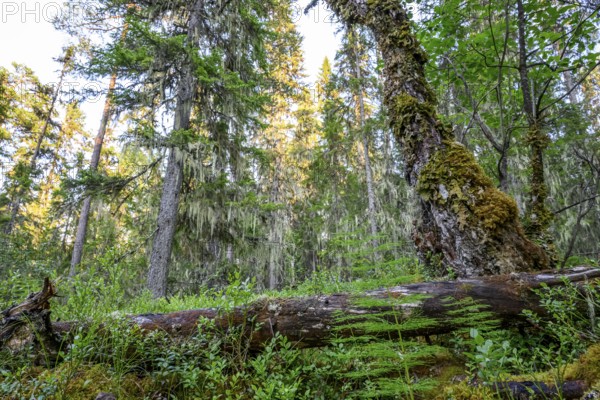 Fallen tree trunk covered with moss in a wooded landscape, Urskog Hamra National Park, Hamra, Dalarna, Sweden