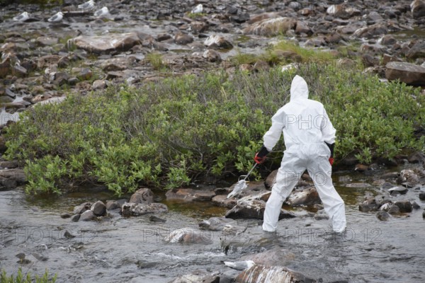 Person in a protective suit, protective mask and goggles collects a dead kittiwake (Rissa tridactyla) from a stream, melancholic atmosphere, Ekeroya, Vadsø, Troms og Finnmark, Norway