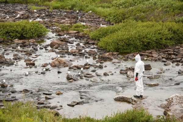 Person in a protective suit, protective mask and goggles looking for dead kittiwakes (Rissa tridactyla) that died of avian influenza, melancholic atmosphere, Ekeroya, Vadsø, Troms og Finnmark, Norway