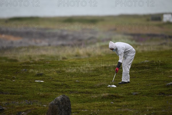 Person in a protective suit, protective mask and goggles picks up a dead kittiwake (Rissa tridactyla) that has died of avian influenza, melancholic atmosphere, Ekeroya, Vadsø, Troms og Finnmark, Norway