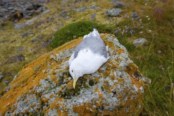 A dead kittiwake (Rissa tridactyla), dead from avian influenza, on a stony coastal cliff, grey sky with sea in the background, melancholic atmosphere, Ekeroya, Vadsø, Troms, Norway