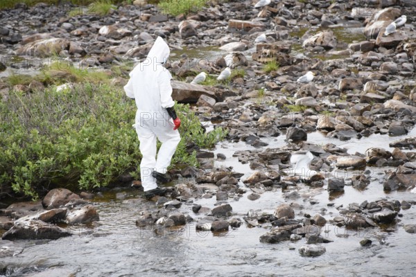 Person in a protective suit, protective mask and goggles looking for dead kittiwakes (Rissa tridactyla) that died of avian influenza, melancholic atmosphere, Ekeroya, Vadsø, Troms og Finnmark, Norway