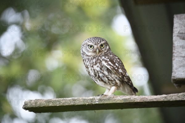 Little owl (Athene noctua) on a weathered wooden board with blurred green background and natural surroundings, Osnabrücker Land, Lower Saxony, Germany
