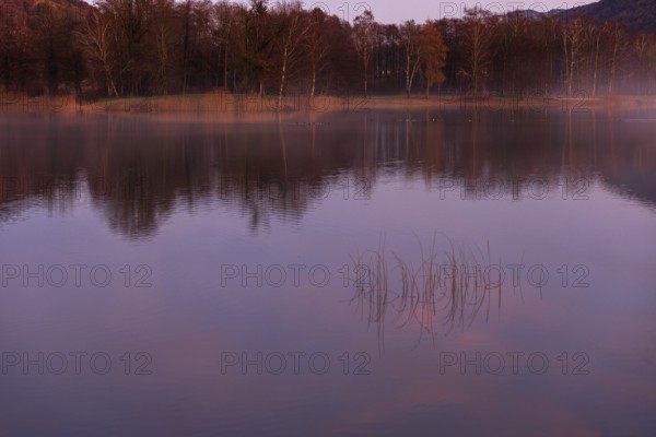 Quiet evening mood at the lake with reeds in the foreground and red sunset, Mondsee, Salzkammergut, Upper Austria, Austria