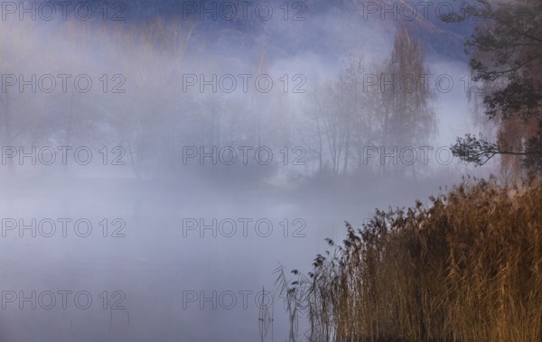 Evening in the reed belt with clouds of fog on Mondsee, inversion weather, Mondseeland, Salzkammergut, Upper Austria, Austria