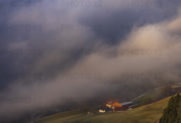 Agricultural landscape with farms rising out of a sea of fog, inversion weather, Mondseeland, Salzkammergut, Upper Austria, Austria