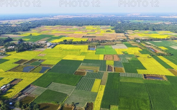 An aerial view captures an expansive patchwork of mustard fields spread across rural India during the winter cropping season. The landscape is divided into neatly defined plots, where mustard plants in full bloom blanket the fields in vivid shades of yellow, interspersed with green fallow land and freshly tilled soil. Thin earthen bunds, narrow farm roads, and irrigation channels create a geometric pattern across the countryside, revealing the careful planning of traditional agriculture