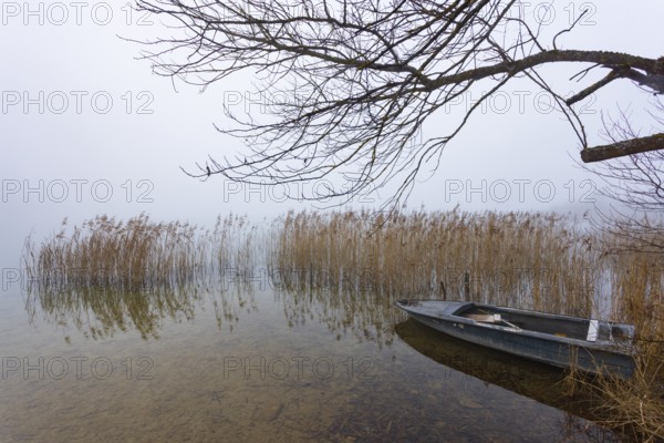 Foggy autumn atmosphere at the lake with fishing boat in reeds, Irrsee, Salzkammergut, Upper Austria, Austria