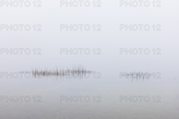 Calm autumnal fog on the lake with reeds in the foreground, Mondsee, Salzkammergut, Upper Austria, Austria
