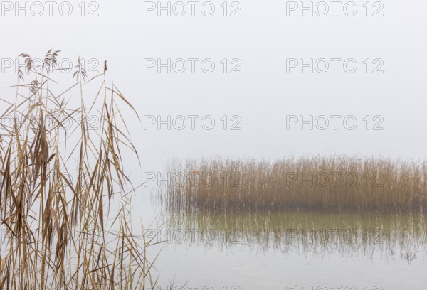Autumn morning fog on the reed belt on the shores of Lake Mondsee, Salzkammergut, Upper Austria, Austria