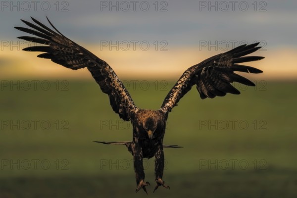 Spanish imperial eagle (Aquila adalberti) Castilla-La Mancha, Spain