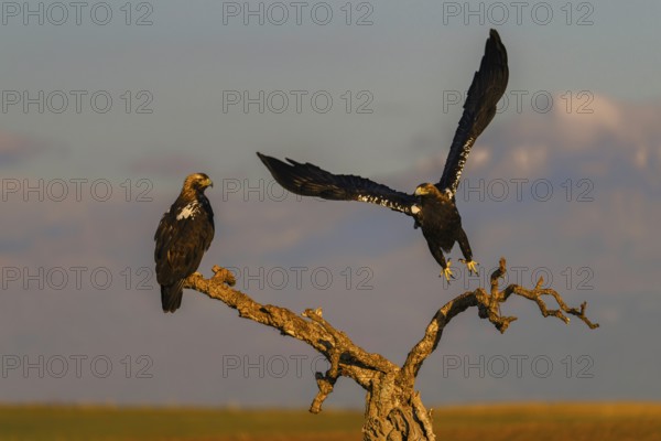 Spanish imperial eagle (Aquila adalberti) with the background of Gredos and the snowy peak of Almazor, Castilla-La Mancha, Spain