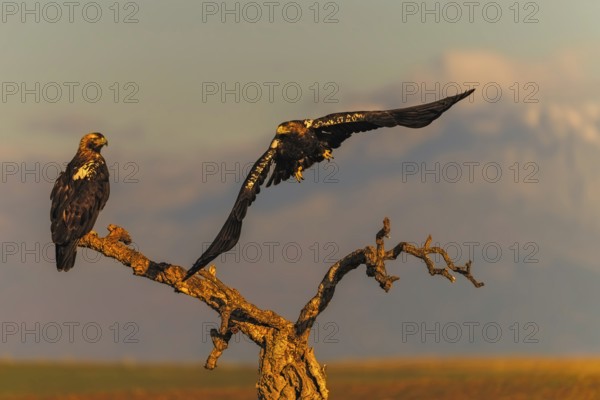 Spanish imperial eagle (Aquila adalberti) with the background of Gredos and the snowy peak of Almazor, Castilla-La Mancha, Spain