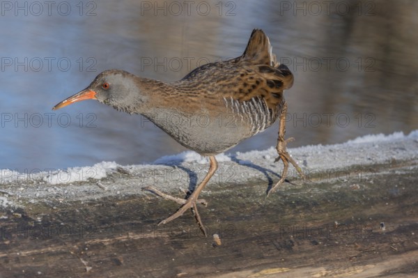 Water Rail (Rallus aquaticus) runs along a branch at the edge of the water in the moor. The sun illuminates the landscape and birds search for food