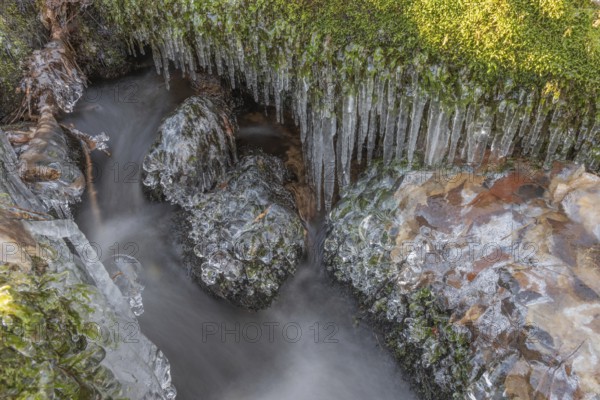 Branches are covered with ice near the river. The water flows gently and forms ice formations on the land and between the rocks. Upper Rhine, Vosges, Alsace, France