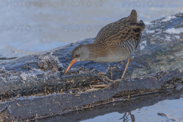 Water Rail (Rallus aquaticus) runs along a branch at the edge of the water in the moor. The sun is shining on the landscape and birds are looking for food