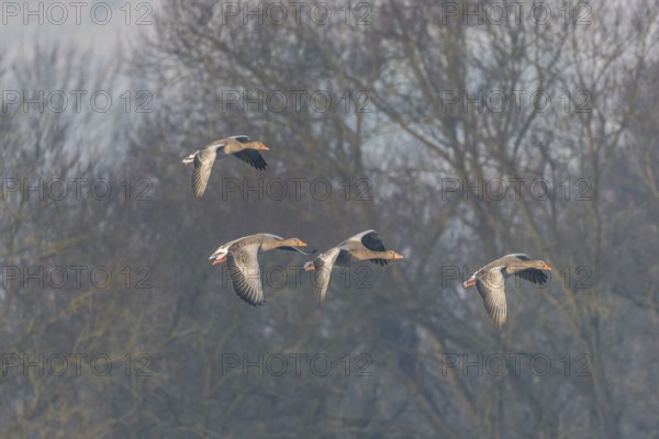 Greylag goose (Anser anser) moving in the clear sky. The wings are outstretched as they fly. The moment is peaceful and simple. Bas Rhin, Alsace, France