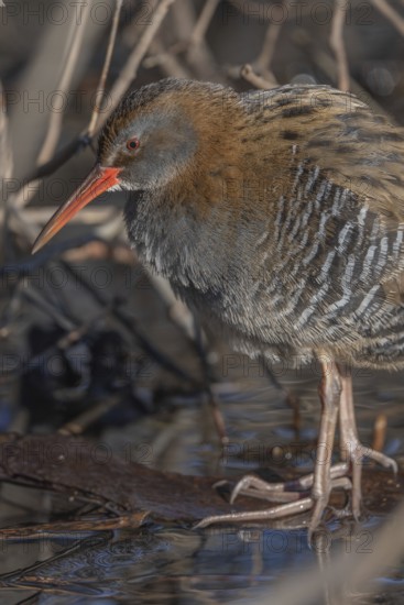 Water Rail (Rallus aquaticus) sits on branches in the swamp. It has grey feathers and stripes. Scene shows reflections of daylight on the water