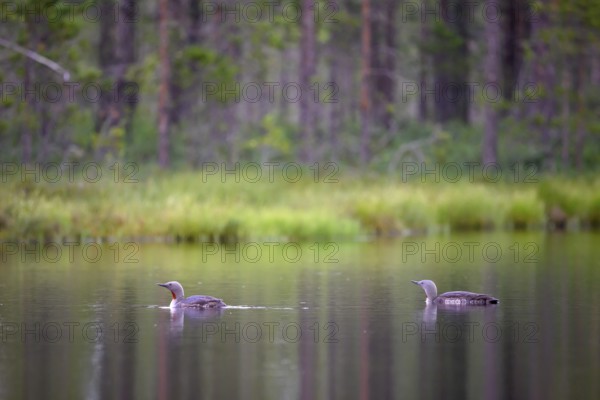 Two star divers (Gavia stellata swimming on a bog lake surrounded by coniferous forest), Örebro län, Sweden