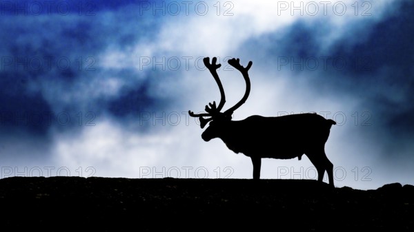A single reindeer (Rangifer tarandus), silhouetted against a dark, cloudy sky, the picture radiates a gloomy drama, Kiberg, Troms, Norway