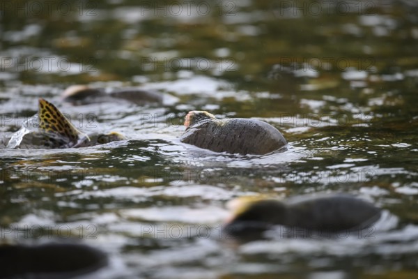 Atlantic salmon (Salmo salar) swimming close to the surface on their spawning migration in a northern Norwegian salmon river Wild river and moving in flowing water, dorsal fins visible in shallow water, Grense Jacobselv, Finnmark, Norway