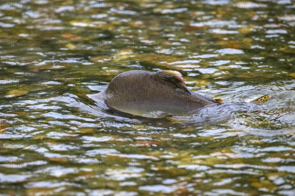 An Atlantic salmon (Salmo salar) swims close to the surface on its spawning migration in a northern Norwegian salmon river Wild river and moves in the flowing water, the dorsal fins can be seen in the shallow water, Grense Jacobselv, Finnmark, Norway