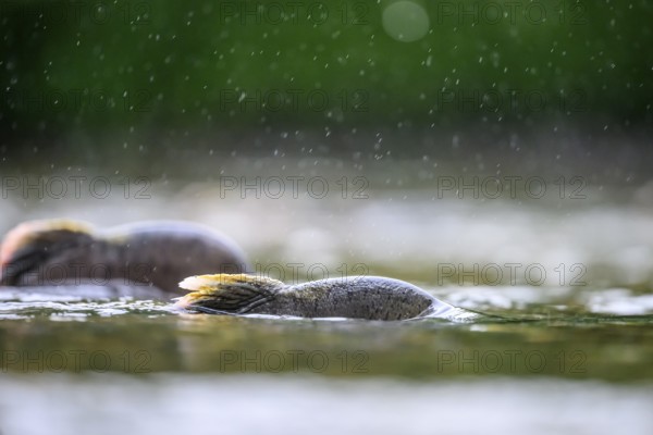 Atlantic salmon (Salmo salar) swimming close on their spawning migration in a northern Norwegian salmon river Wild river in the rain on the water surface and moving in the flowing water, you can see the dorsal fins in the shallow water, Grense Jacobselv, Finnmark, Norway