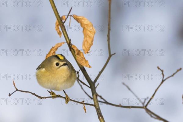 A goldcrest (Regulus regulus) on a thin branch with dry leaves in the background, Hesse, Germany