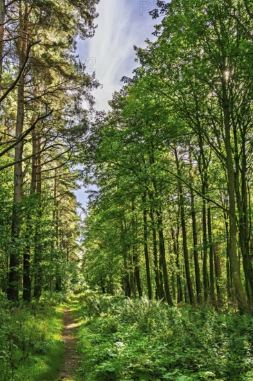 A wild path in the forest