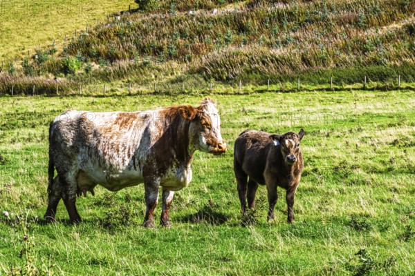 Bulls and Cows on Scottish Borders Farms, Scotland, UK